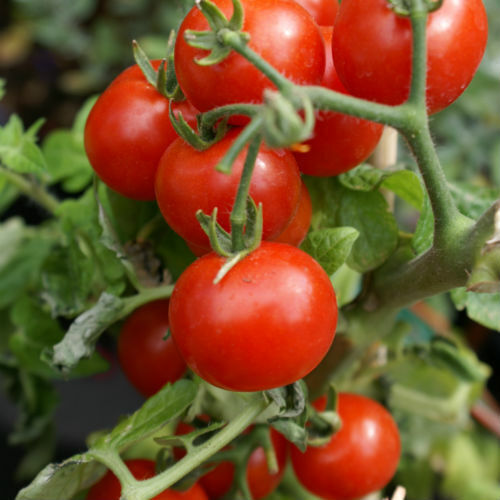 Cherry Tomato Seeds (Large Red) | Heirloom | Non-GMO |  | 1025