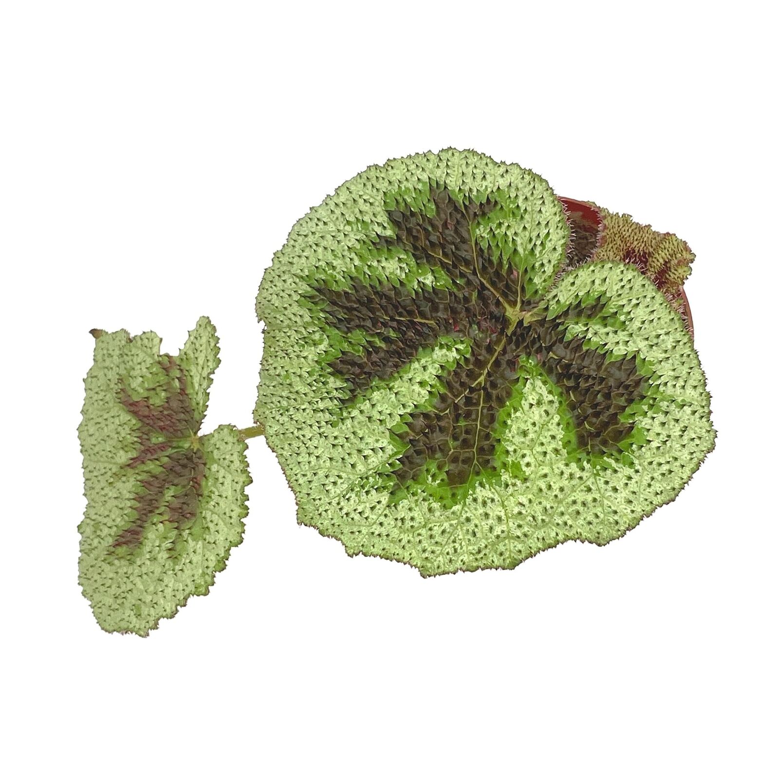 BubbleBlooms Harmony\'s Begonia Tricolor Variegata, Variegated Masoniana, 4 inch,