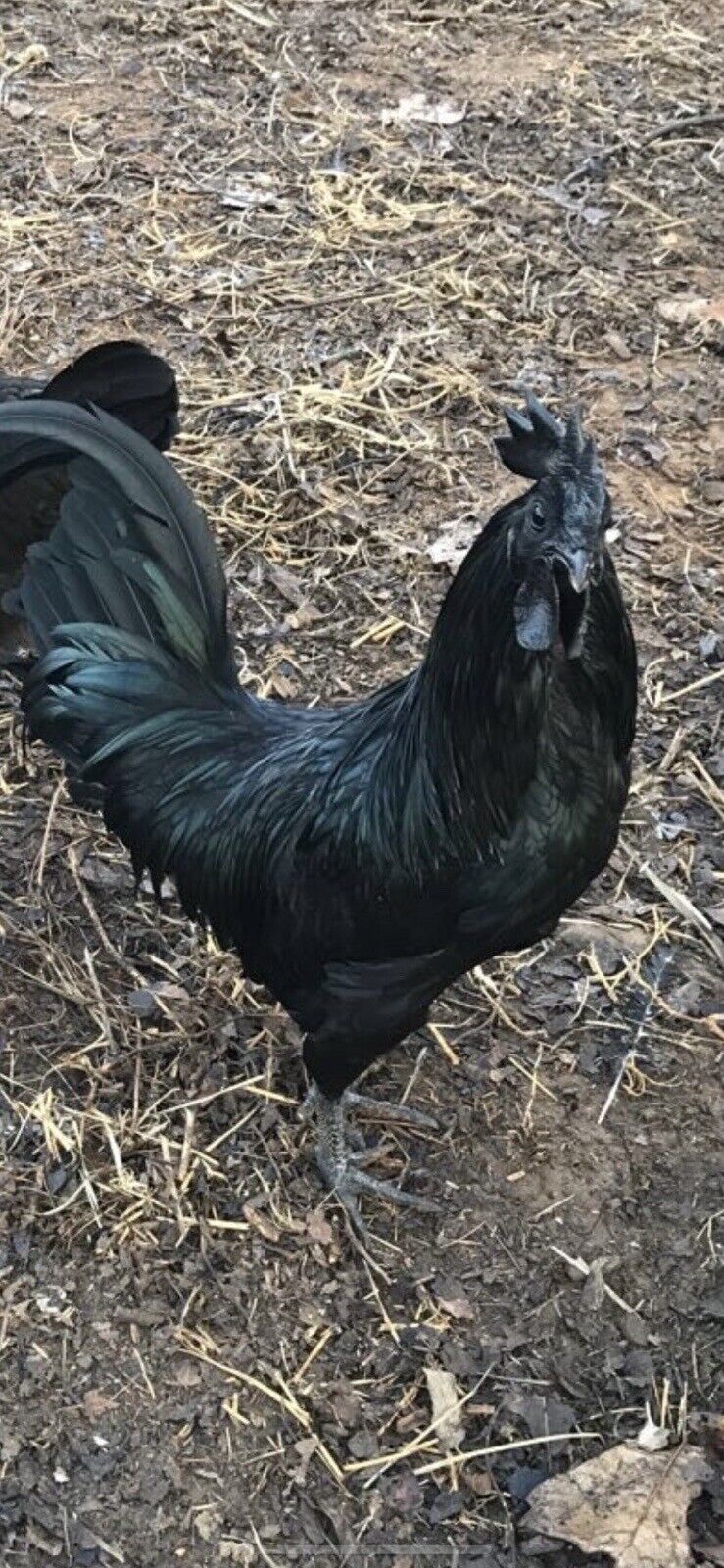 10+ Extra Fertile Chicken Hatching Eggs Ayam Cemani Show Quality Greenfire Farms