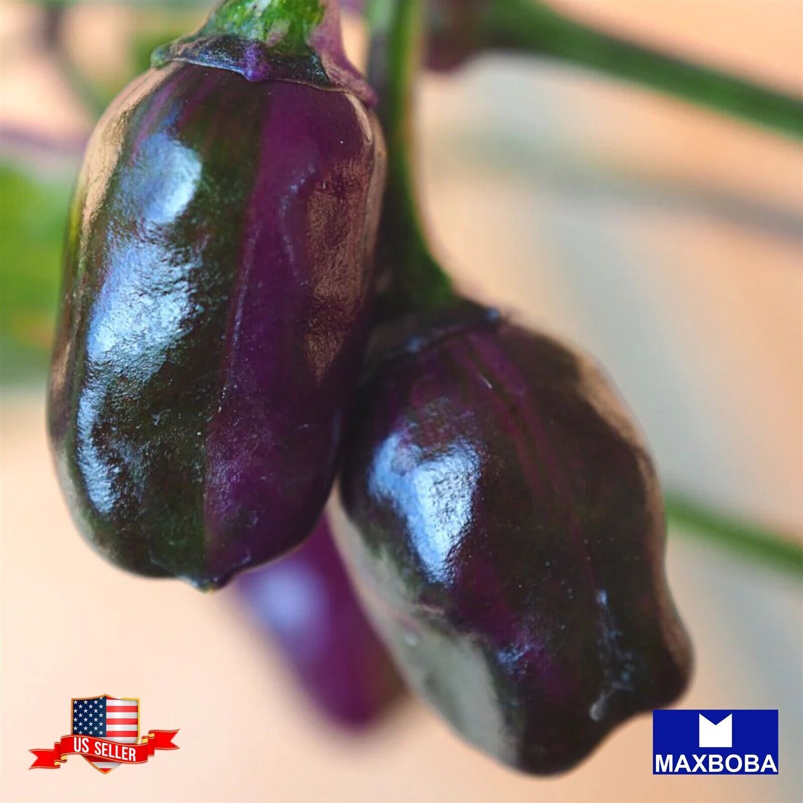 50 Hot Purple Tiger PepperSeeds  Non-GMO Heirloom Vegetable BTGO 75% OFF