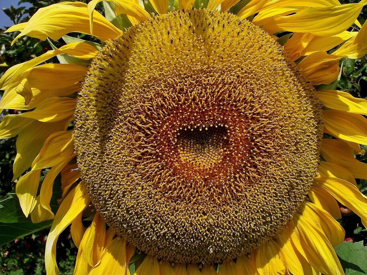 50 AMERICAN GIANT HYBRID SUNFLOWER SEEDS Give it space for a huge head  