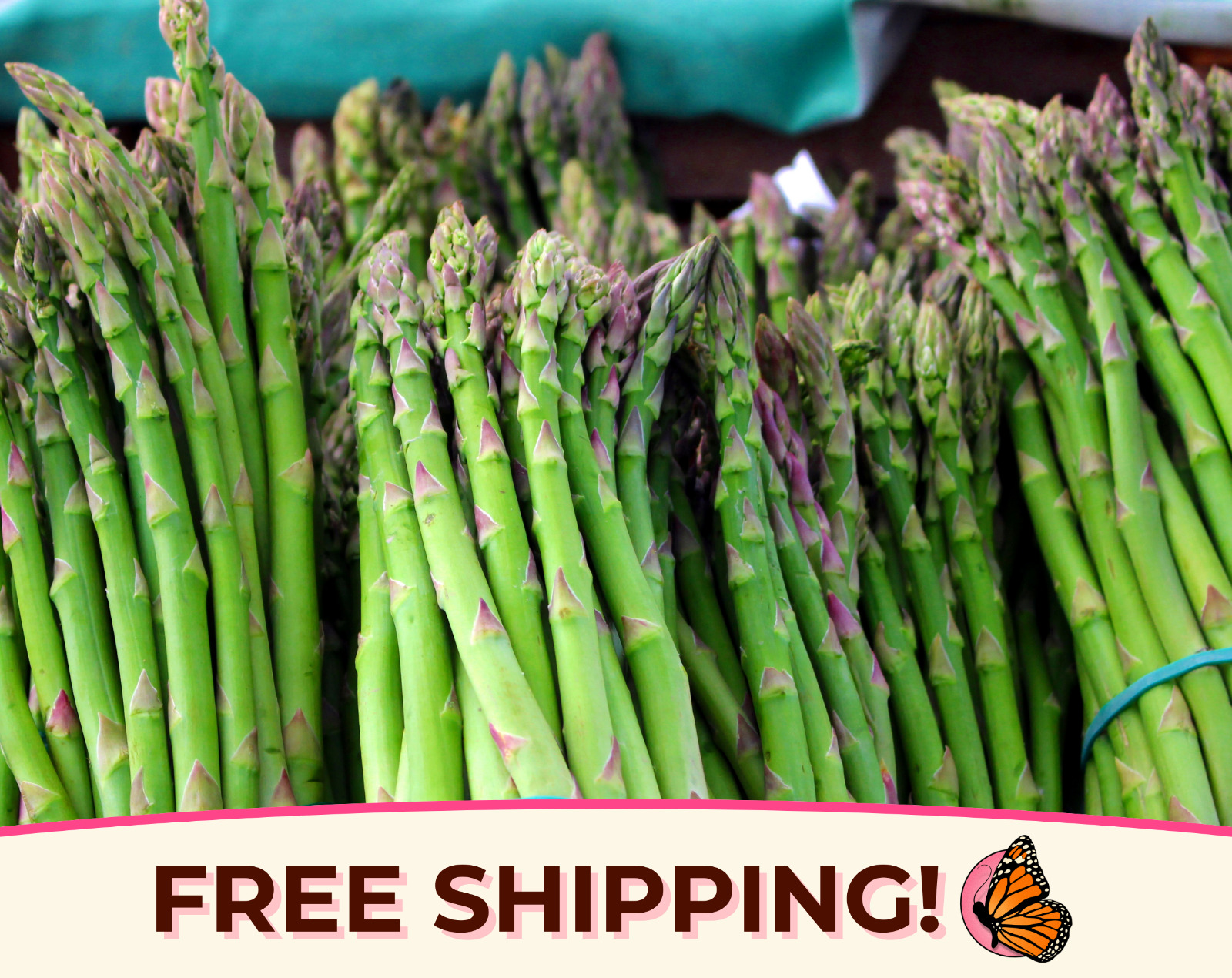 225+ Asparagus Seeds \'Mary Washington\' | Heirloom, Non-GMO, Vegetable Gardening