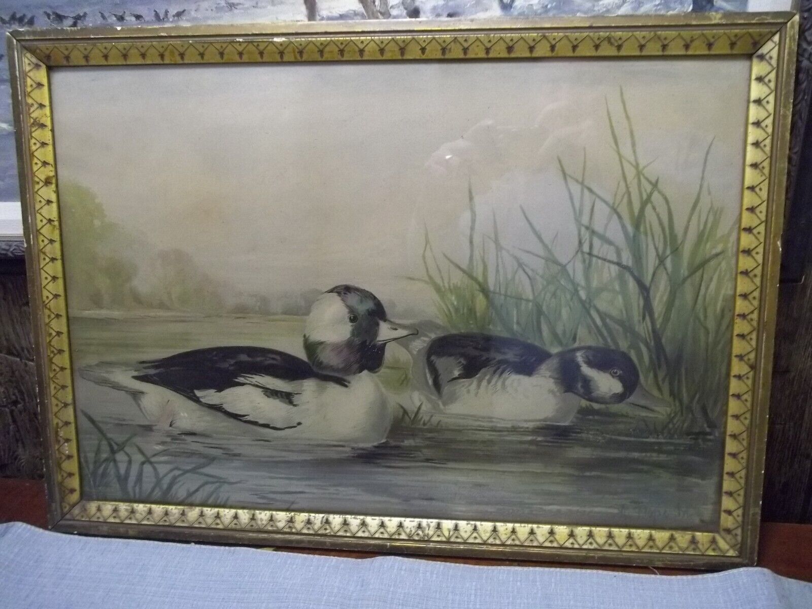 Antique Alexander Pope Jr Chromolithograph of BUFFLEHEAD Ducks Ca. 1890’s 1900