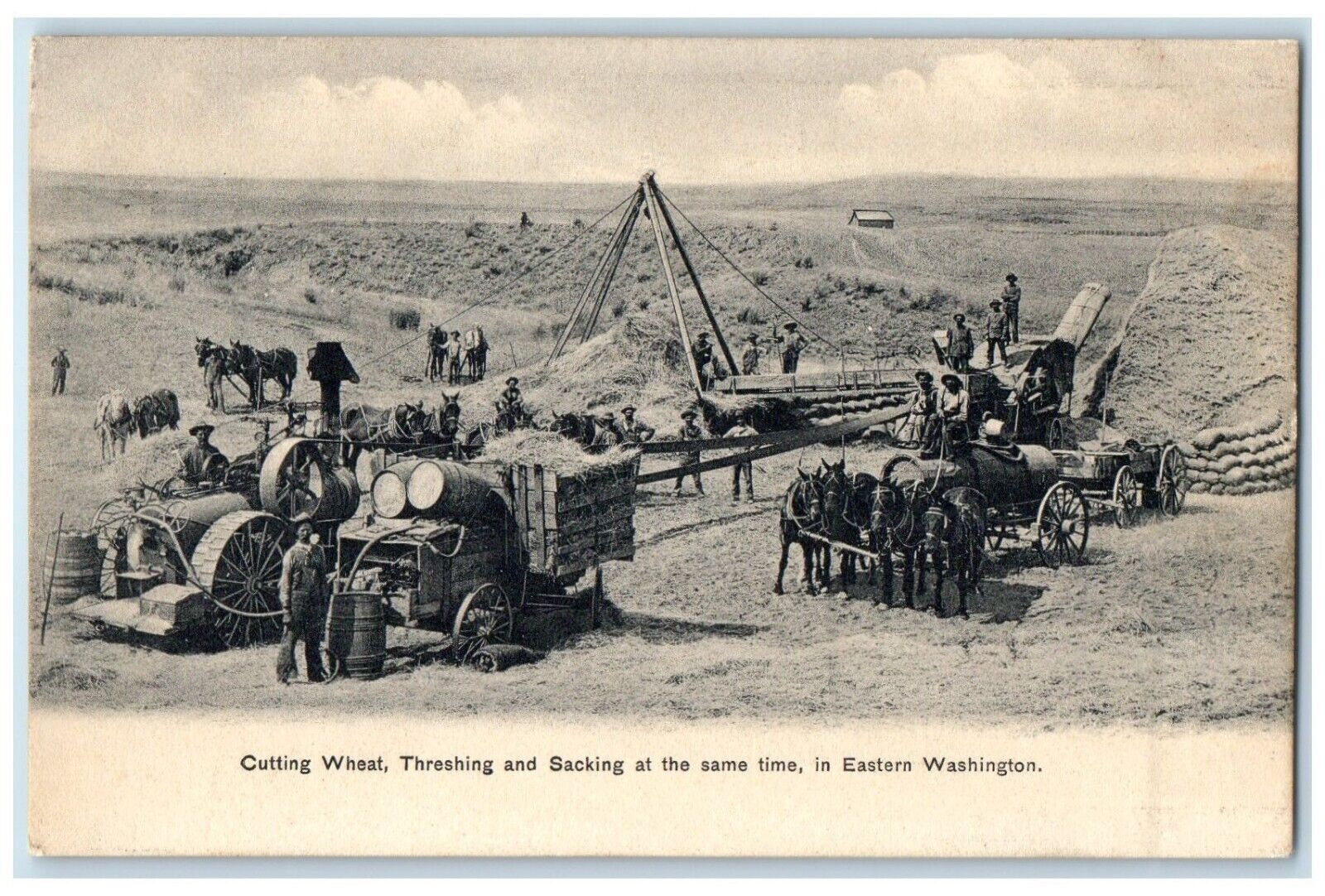 c1905 Cutting Wheat Threshing And Sacking At The Same Time Eastern WA Postcard