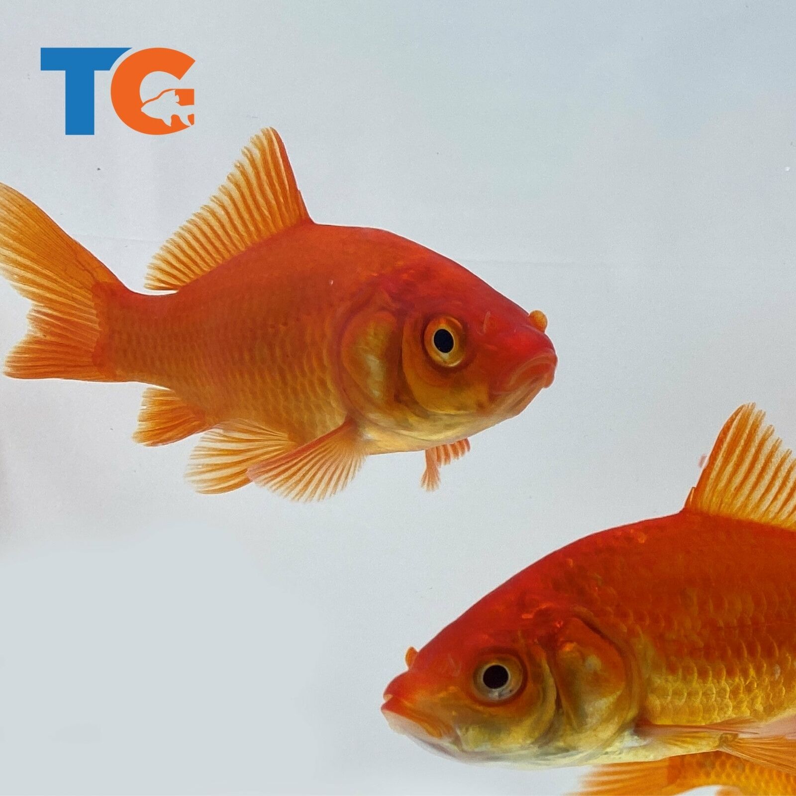 Toledo Goldfish LIVE Comet/Common Goldfish