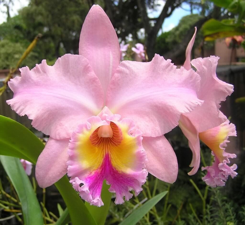 Blc George King \'Serendipity\', orchid plant
