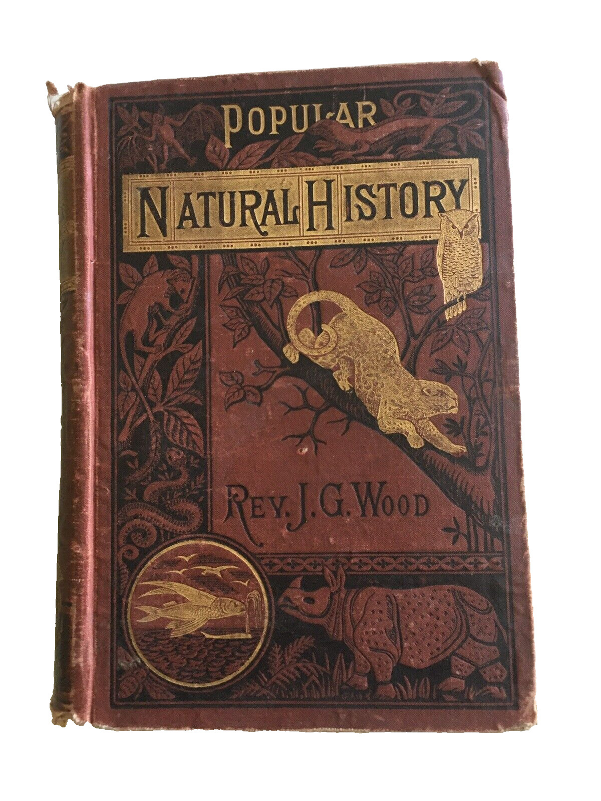 RARE 1880\'s  Antique Book  Popular Natural History / Rev. JG Wood Illustrated
