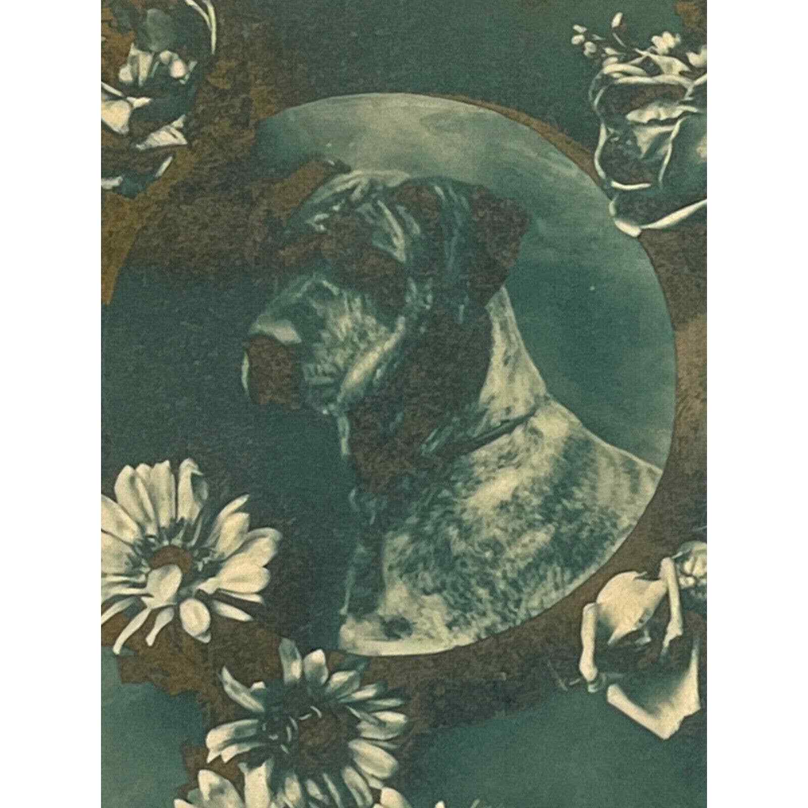 Antique 1915 Ephemera Postcard Birthday Wishes Great Dane Daisies Roses Monotone