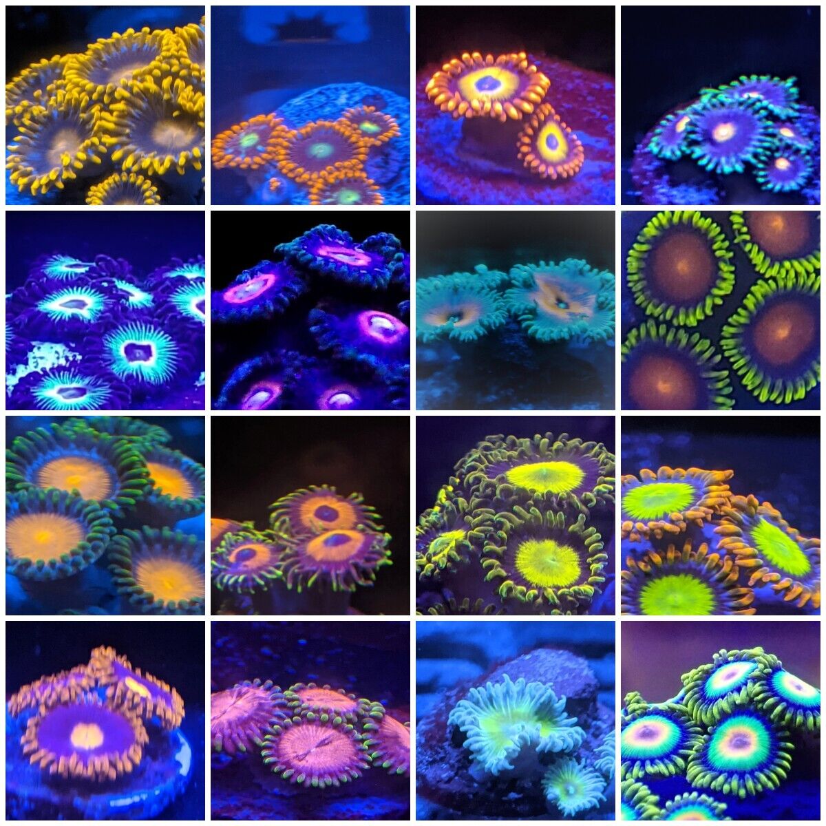 Zoa Pack of 6 different Types of Colorful Zoa by Zoa.World with 