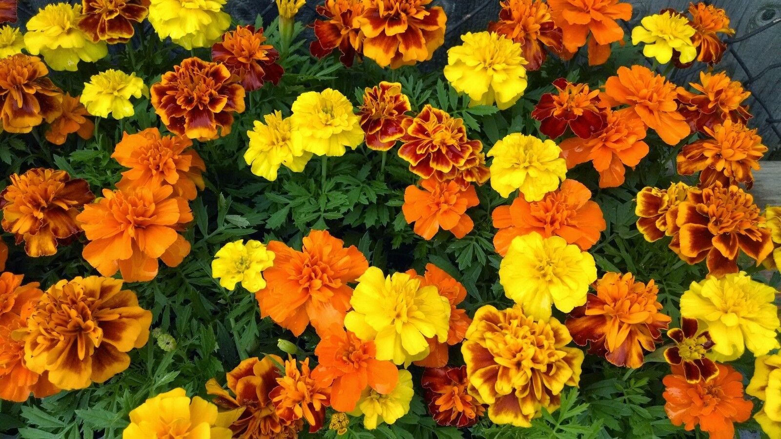 French Marigold Sparky Mix, Beautiful Colors, Garden Pest Deterrent, 