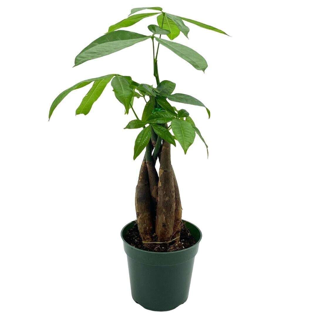 Money Tree, Pachira aquatica, water chestnut, very large bonsai plant, Perfect H