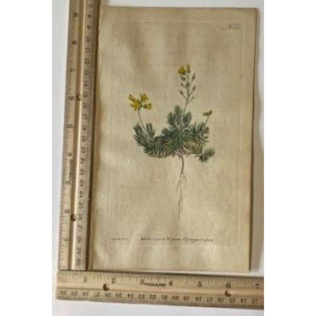 Curtis's Botanical Magazine Original Antique Prints - from 1792 - 1828