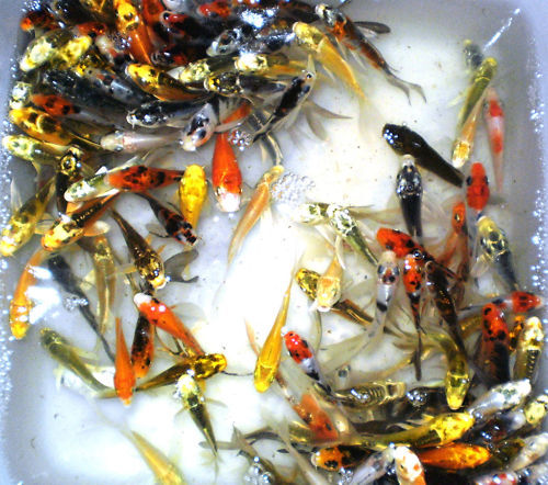 12-Lot Assorted 2”-4” live koi Standard Fin fish mixed koi lot pkf