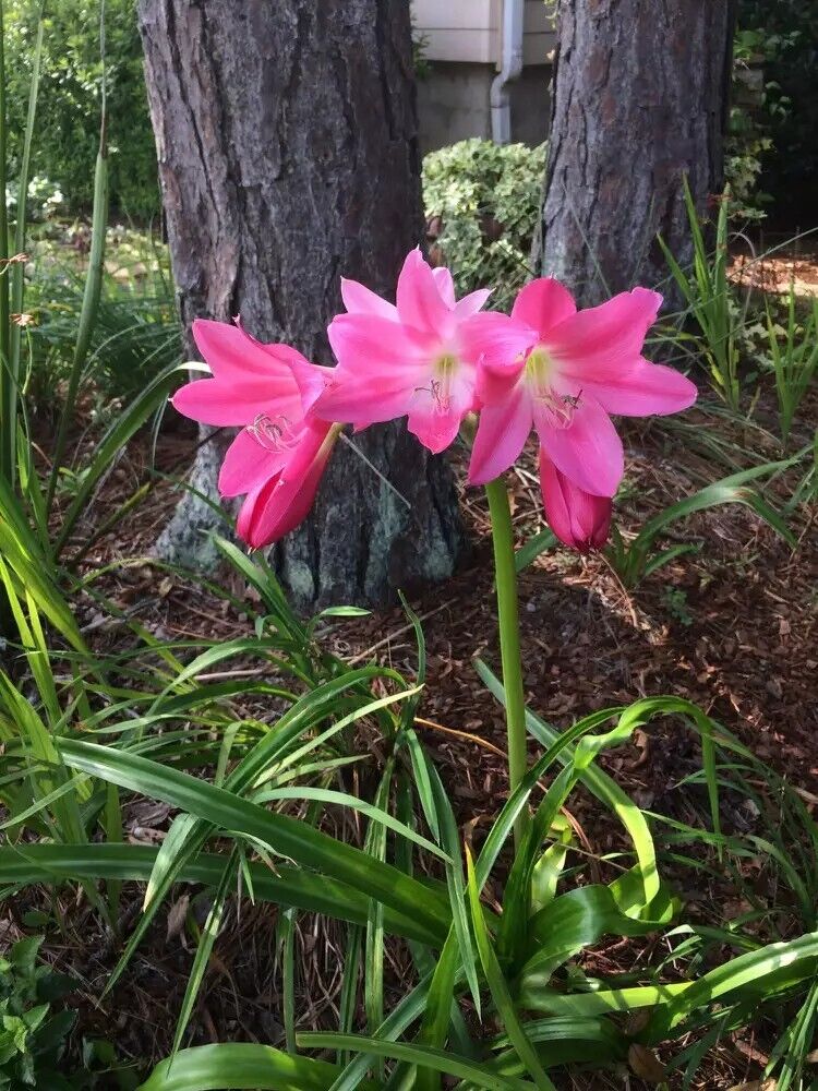 Crinum Lily, Lorraine Clark,(darker Pink) 2 Young Bulbs,1-2 Years Old, NEW