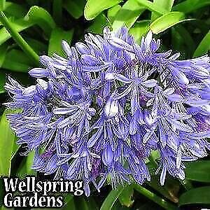Agapanthus Lily of the Nile - Agapanthus africanus - Live Plant