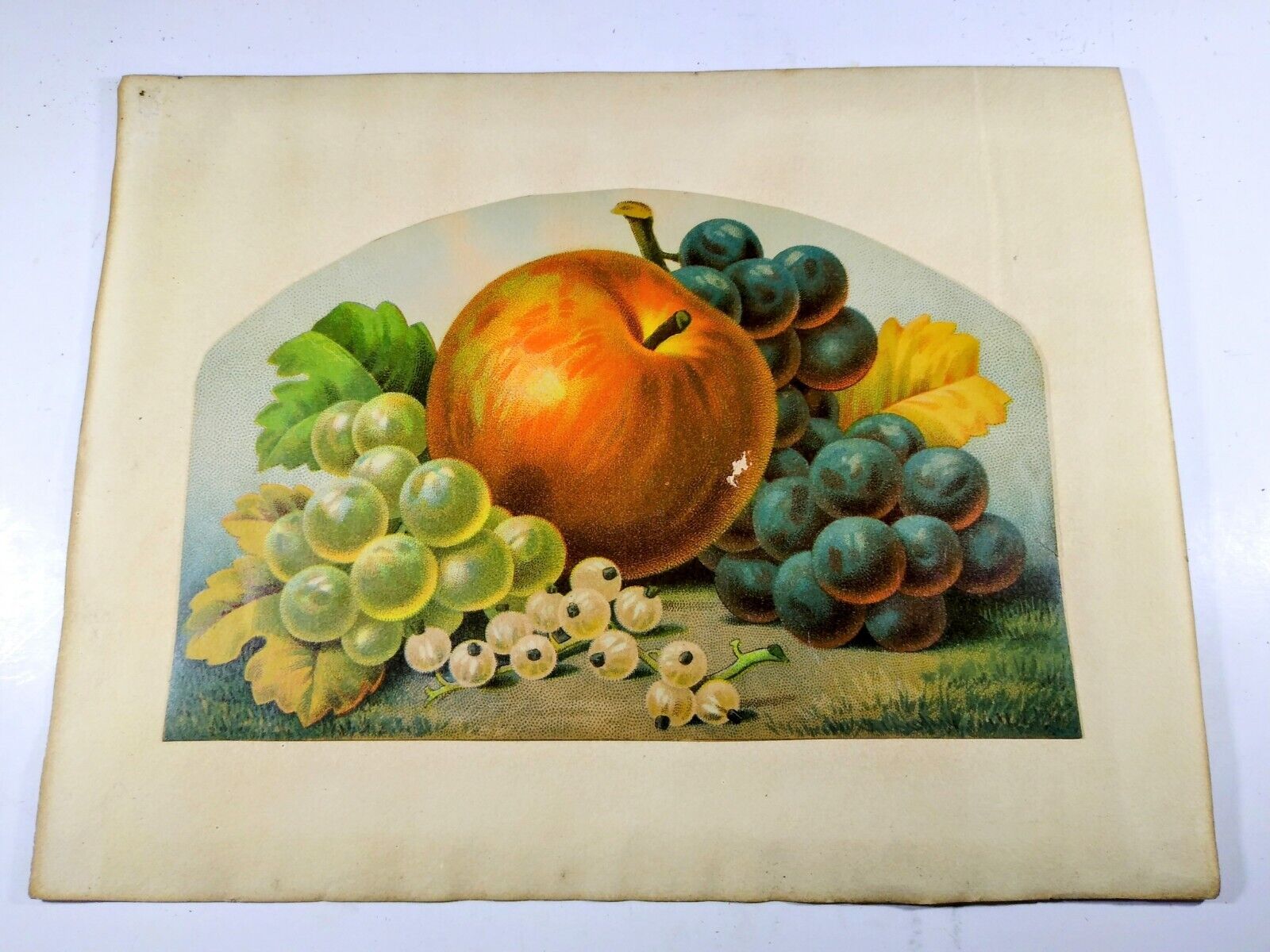 Antique Fruit Print, Probably 19th C. Lithograph - About 8x10\