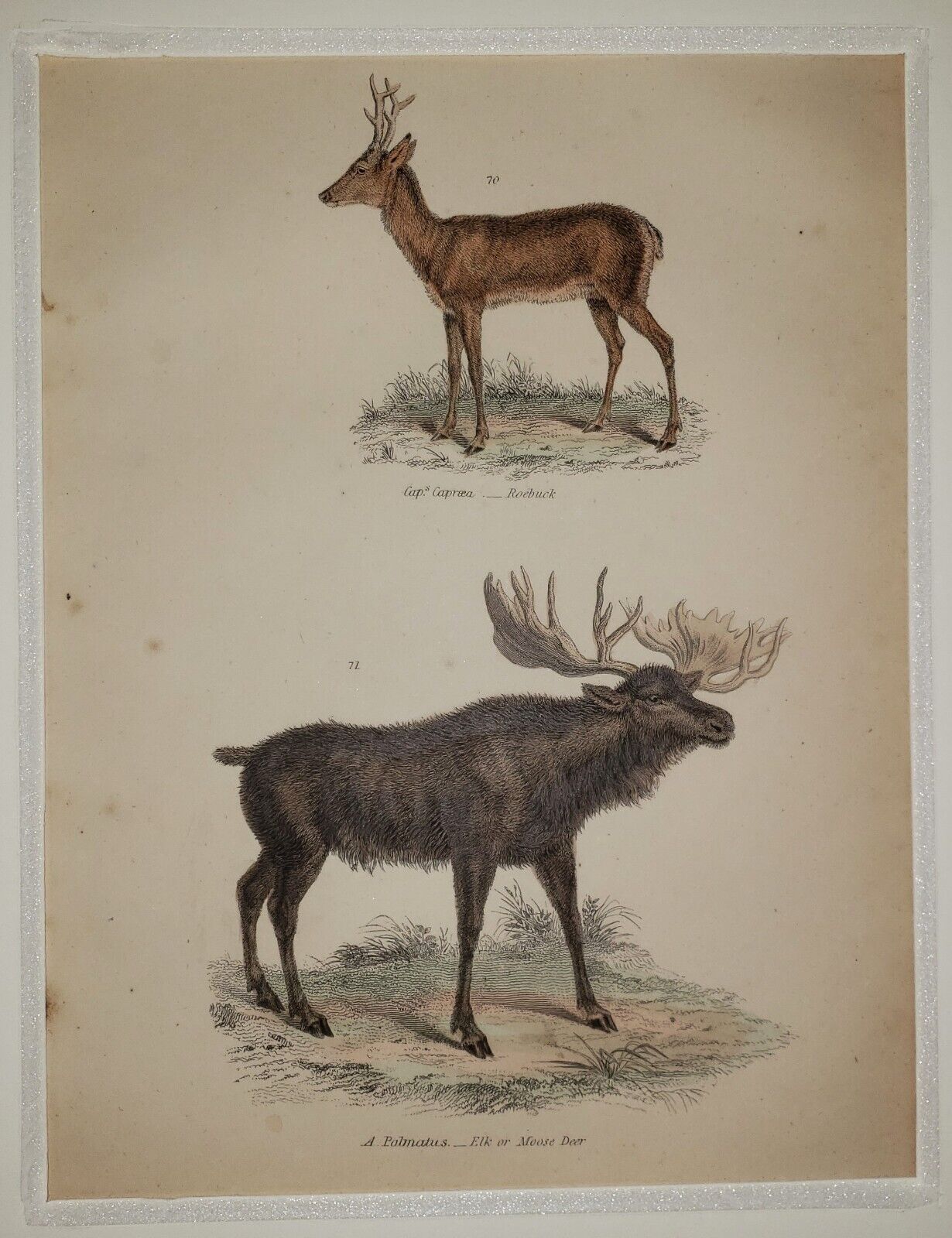 ALEXANDER FRANCIS LYDON (1836–1917) Original ANTIQUE Colored Engraving Moose