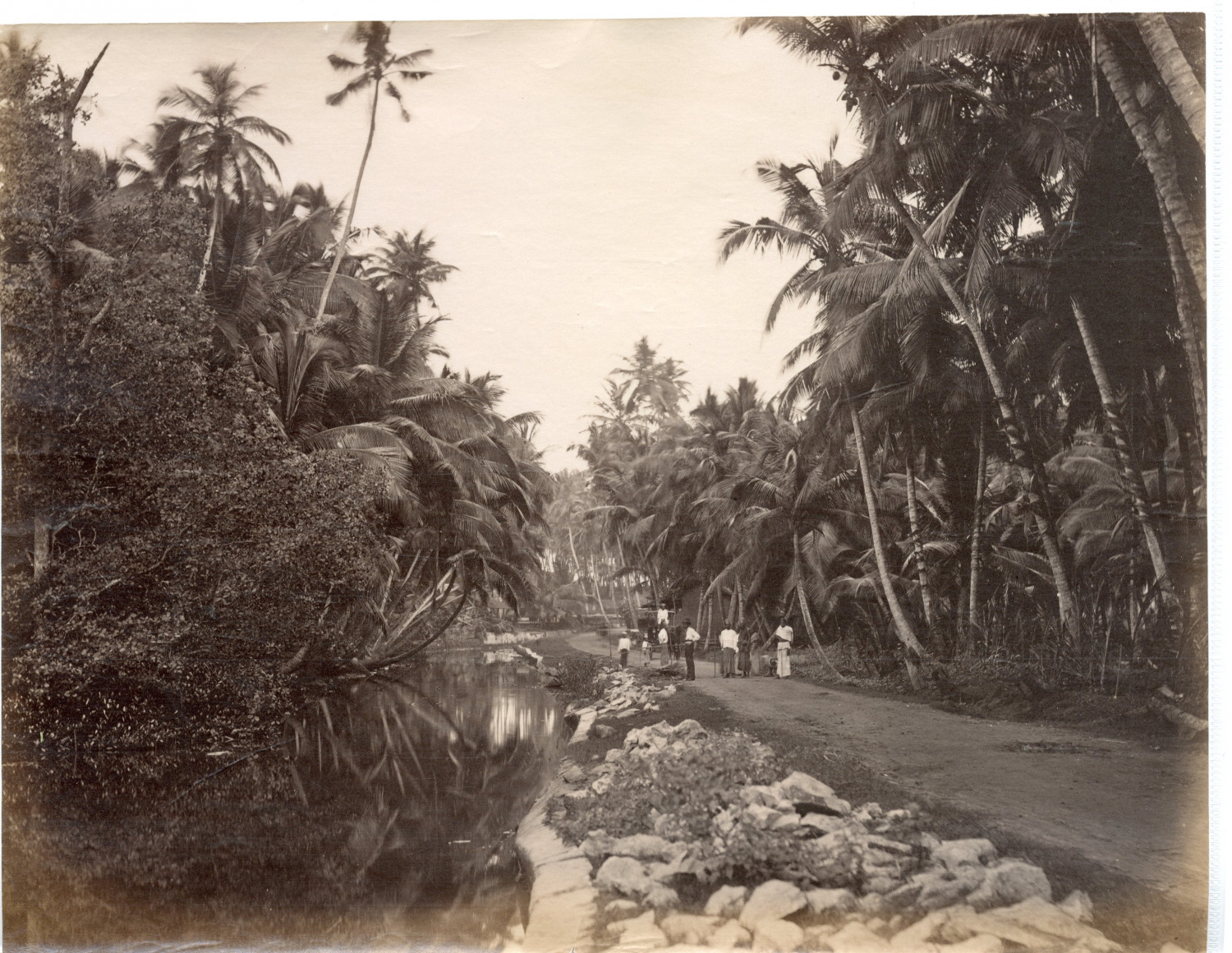 Ceylon, Pointe de Galle, Coconut Groove Vintage Print, Albumin Print 21