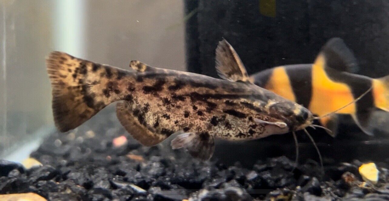 Beautiful 🤩 Fisher\'s Wood Catfish (Trachelyopterus fisheri)  5-6”