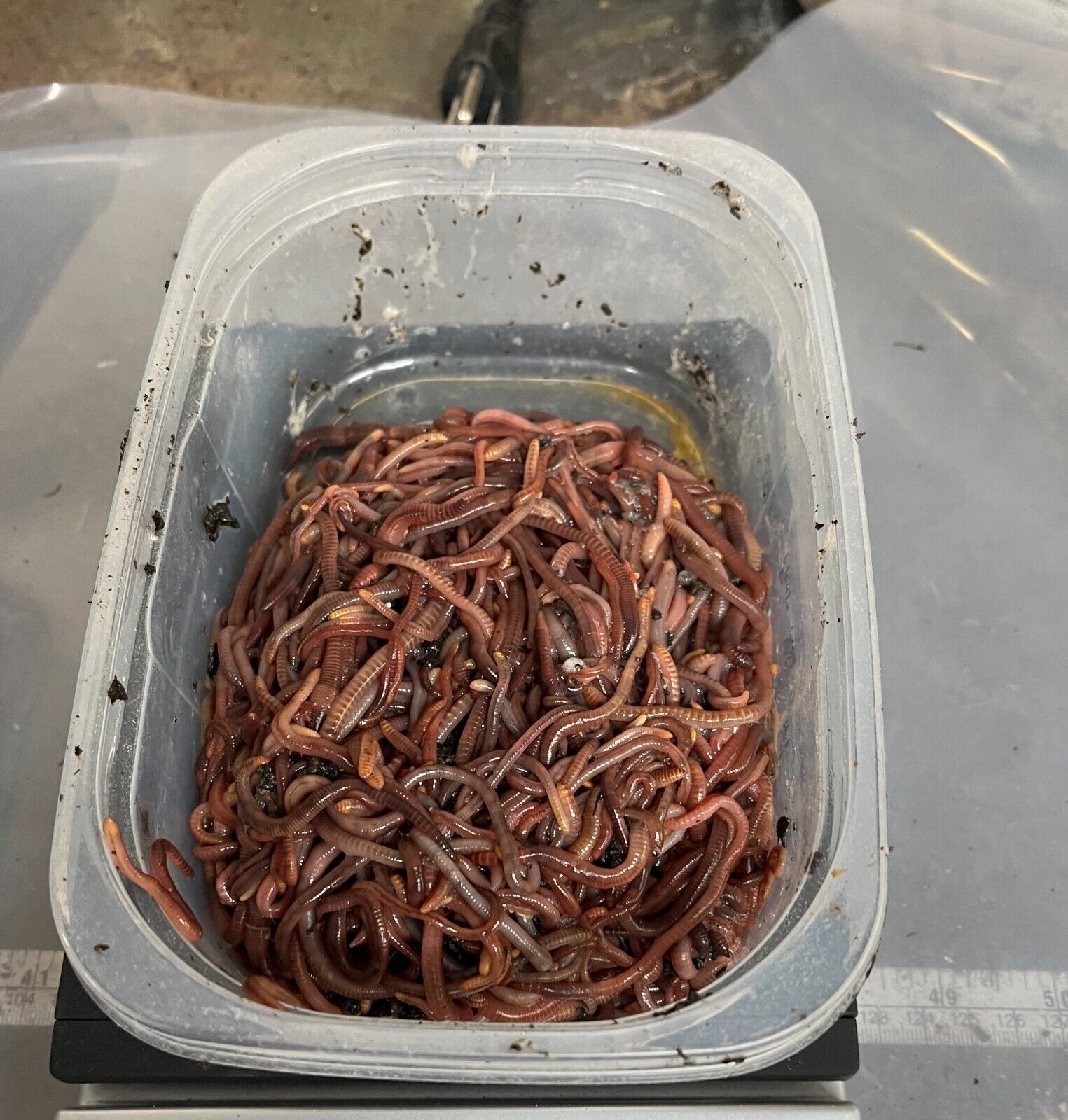 Composting Worms; 1/2 Pound Red wiggler