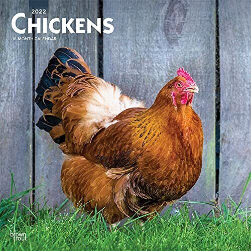 Chickens 2022 12 x 12 Inch Monthly Square Wall Calendar, Domestic Farm Anima...