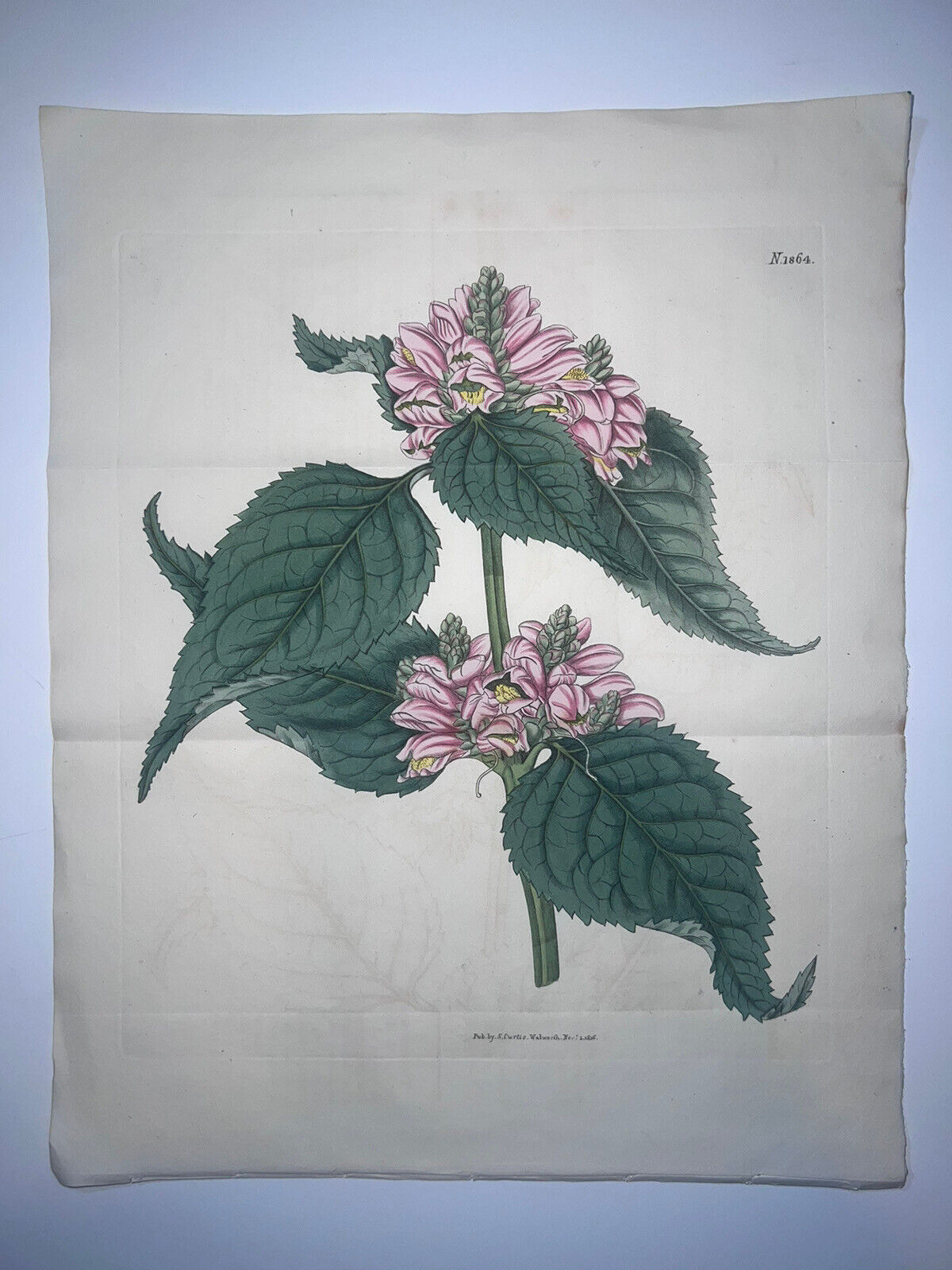 Curtis Botanical Early 19th Century H/C Engraving Double Plate Lyon’s Chelone