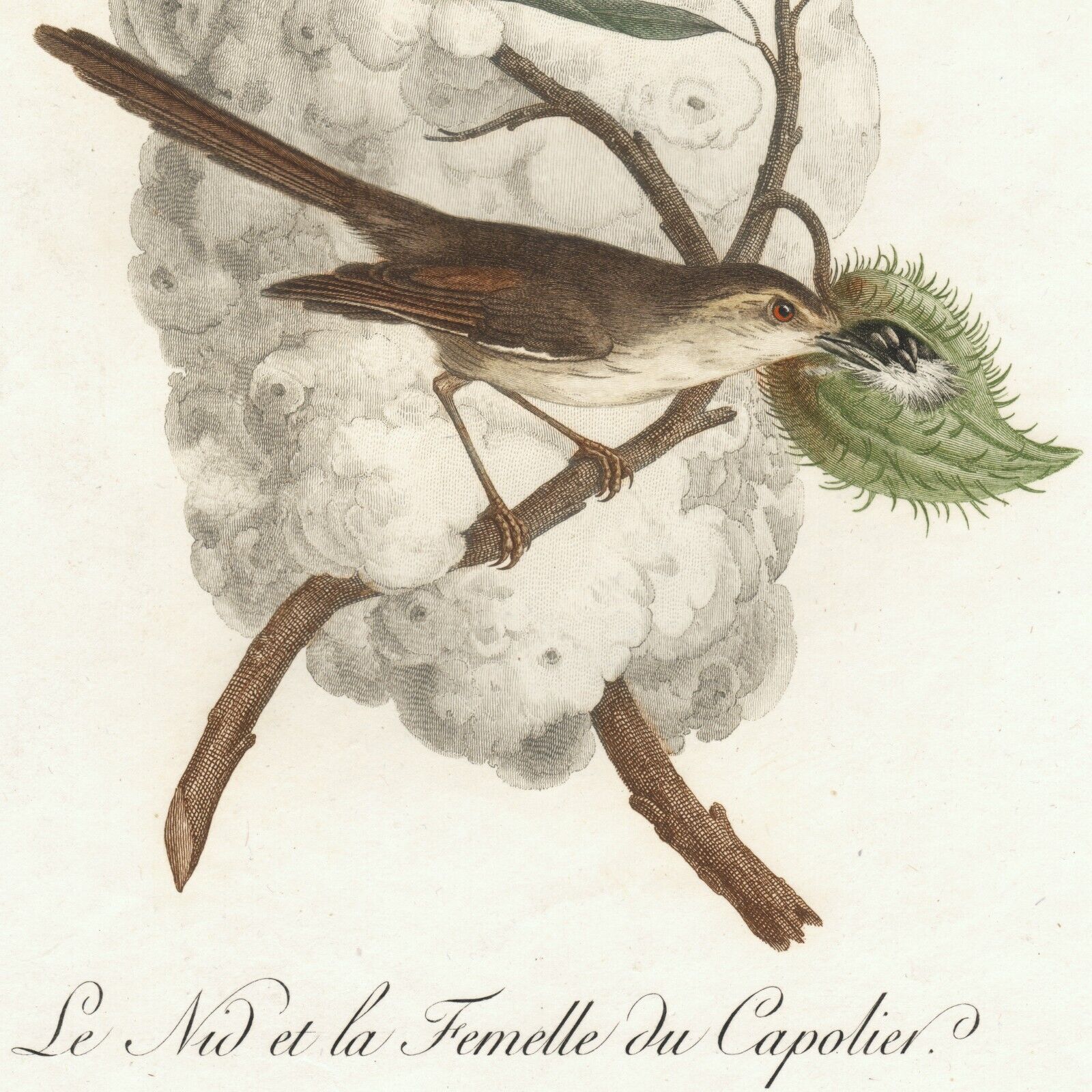 Scarce 1799 LE VAILLANT Hand-Colored Folio Engraving, Capolier & Nest, Pl. 129
