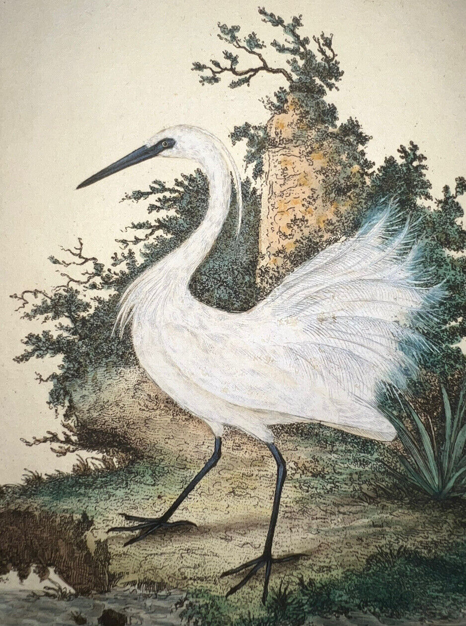 1796-97 Volumes 3 & 4 DONOVAN NATURAL HISTORY OF BRITISH BIRDS 51 H/C Engravings