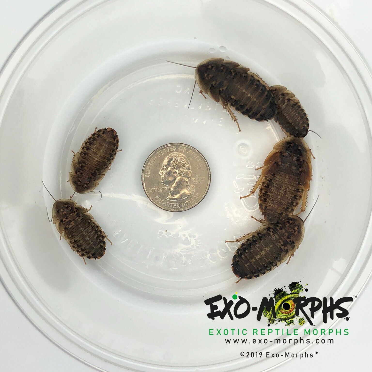 100 Large Dubia Roaches (3/4\