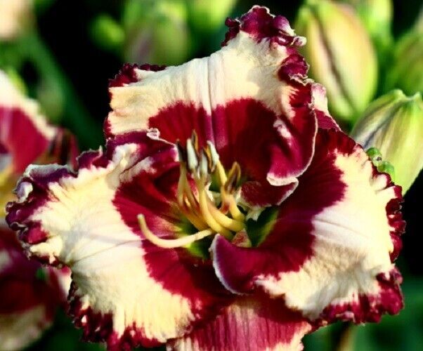MARILYN MONROE     Daylilies 2 fans Return and multiply yearly World\'s Finest