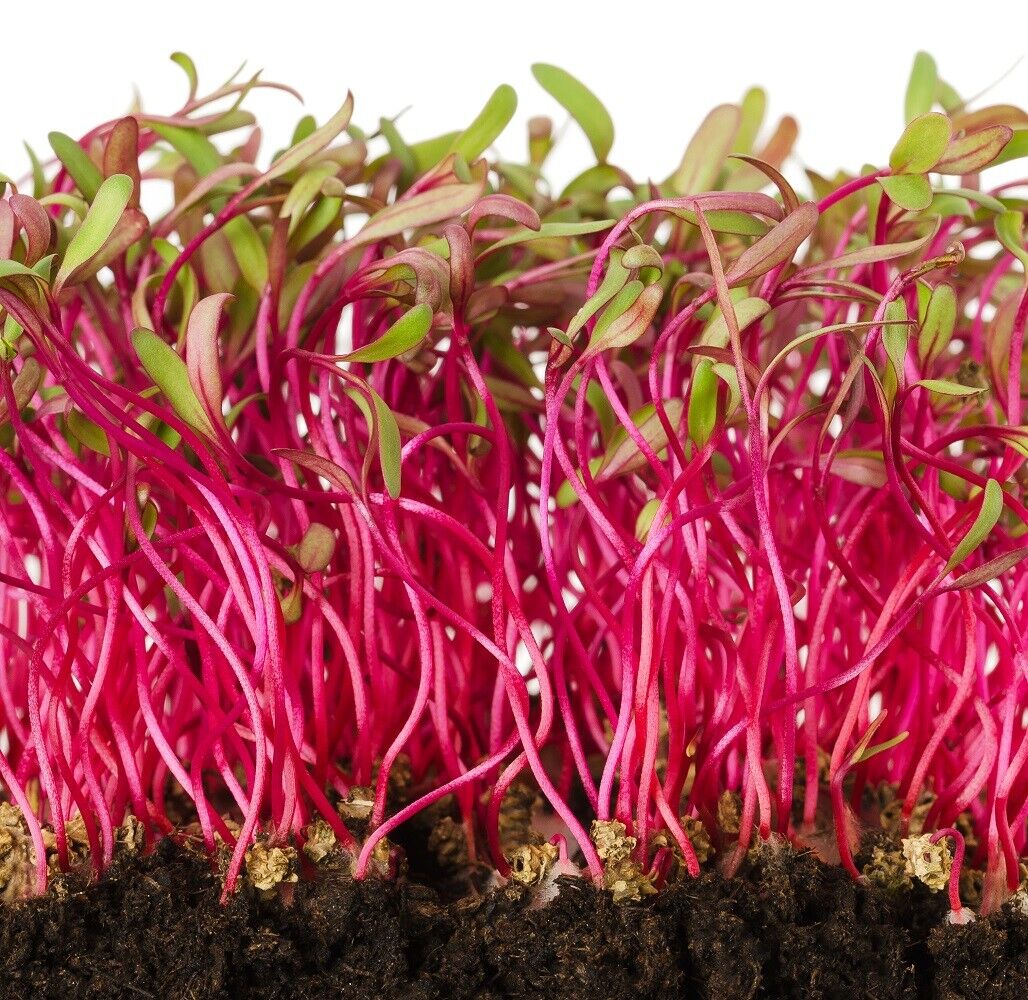 Rainbow Blend Beet MICROGREEN Seeds | Heirloom | Non-GMO | Seeds for Sprouting