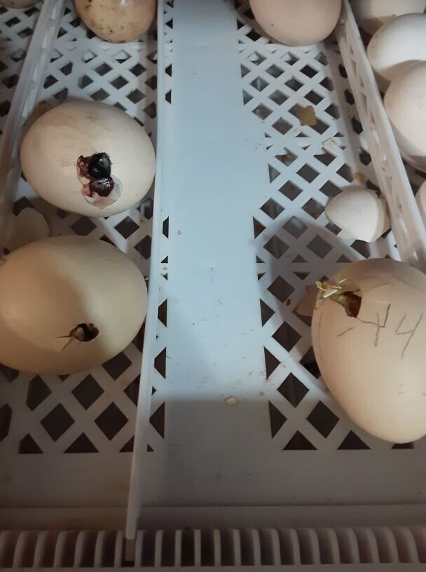 10 Fresh and Fertile Chicken Hatching Eggs Ayam Cemani PUREBREED-MIX