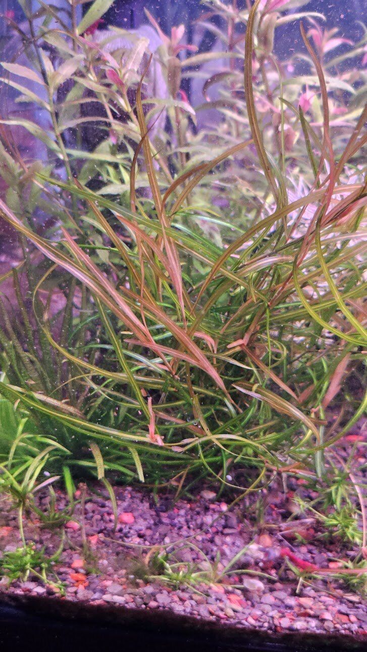 Potamogeton Gayi [Rare] - The COOLEST grass-like plant