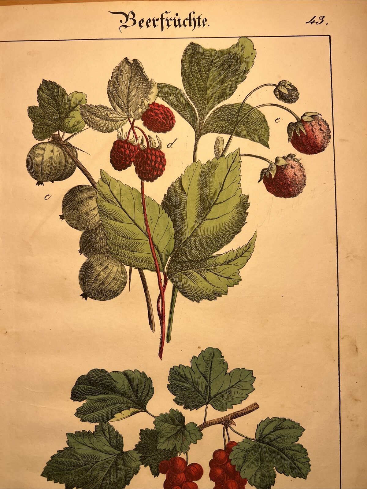 Gooseberry Raspberry Strawberry 🍓 Antique Lithograph 1838 Hand Colored Botany