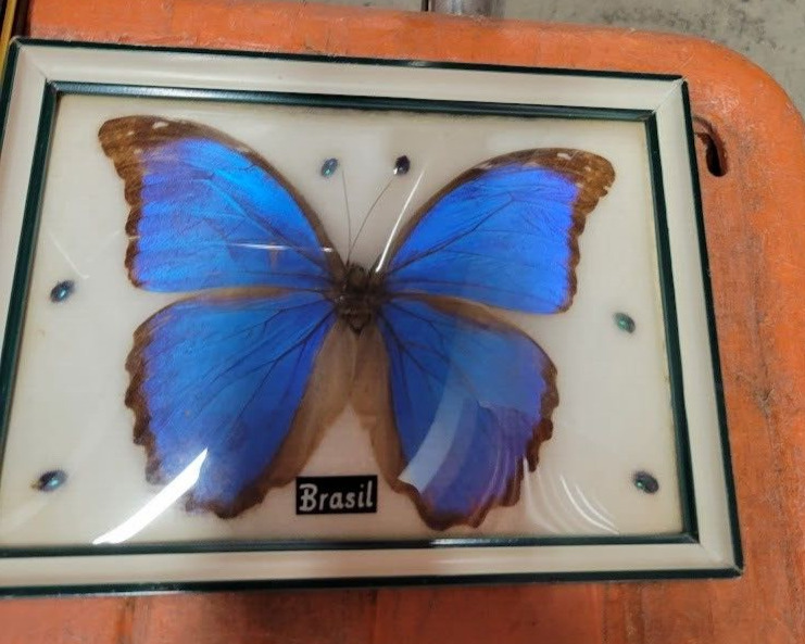 Blue Morpho Butterfly Framed and Mounted in Black Display