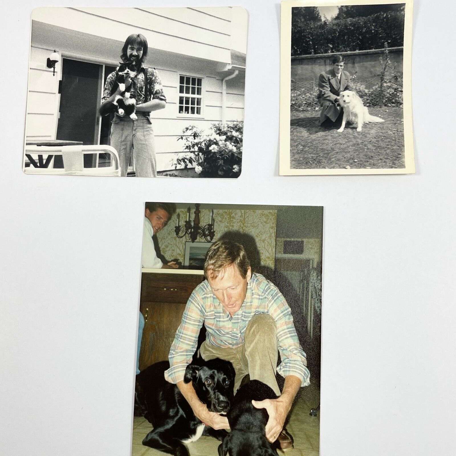 Lot of 3 Vintage Photos Dog Cat 1950's 1960's 1970's Labrador Retriever