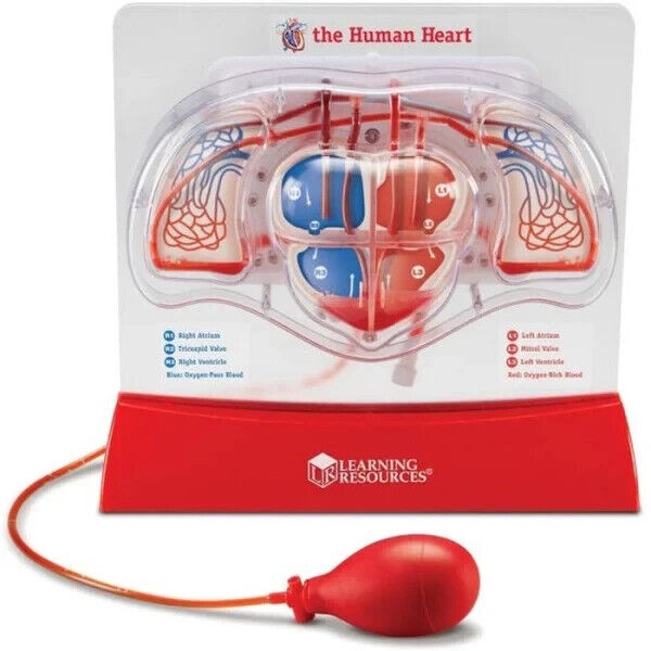 Pumping Heart Model - Learning Resources