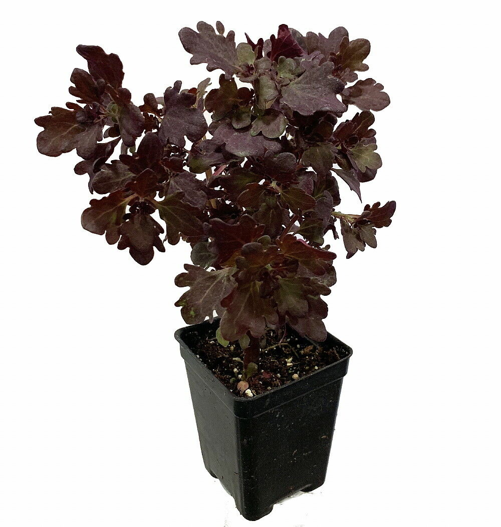 Rare Mini Red Leaf Coleus Tree - Very Easy Houseplant to Grow - 2.5\