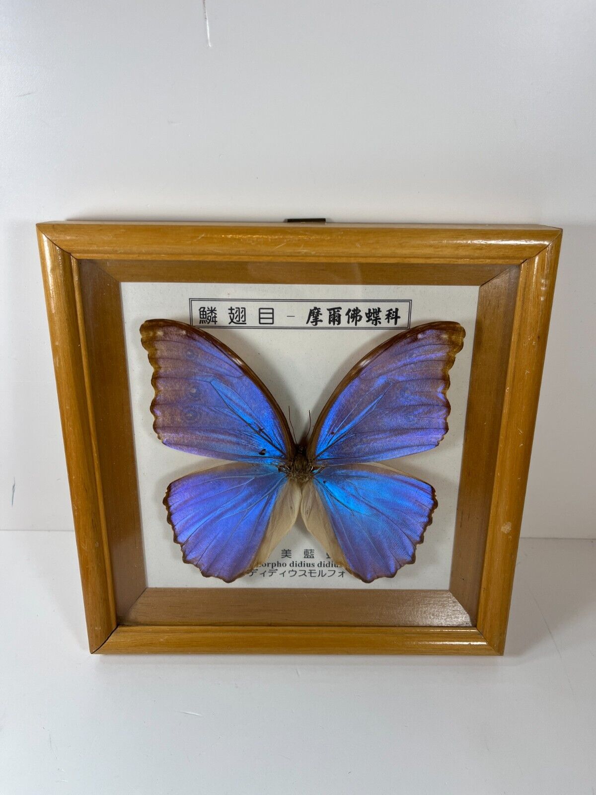Real Framed Blue Morpho Didius Didius Purple  Butterfly 8x6 Riker Mount Chinese