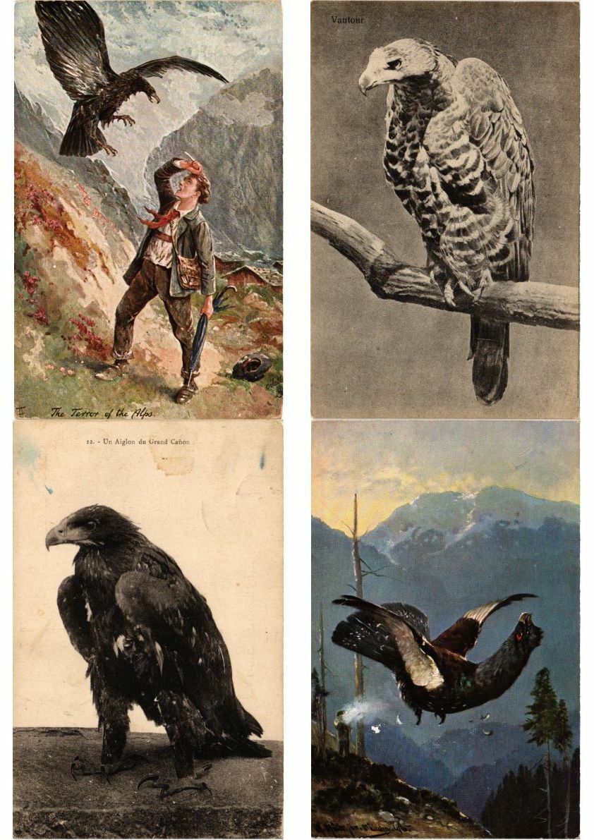 HUNTING PREDATOR Birds 87 Vintage Postcards Mostly pre-1950 (L2842)