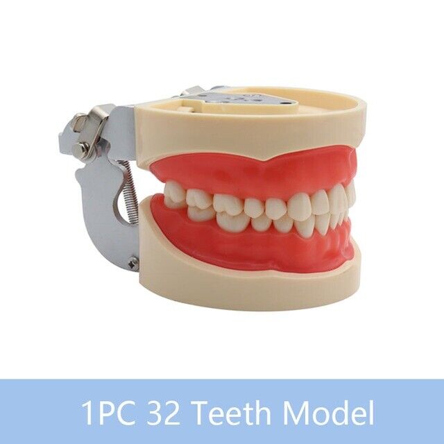 28/32Pcs Dental Typodont Model With Removable Teeth Soft Gingiva Teaching Model