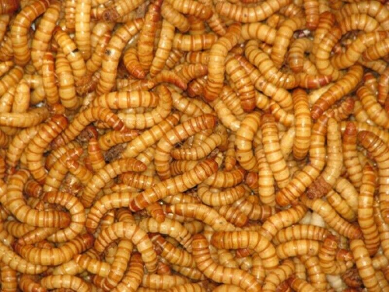 Live Giant Mealworms  Live Arrival Guarantee