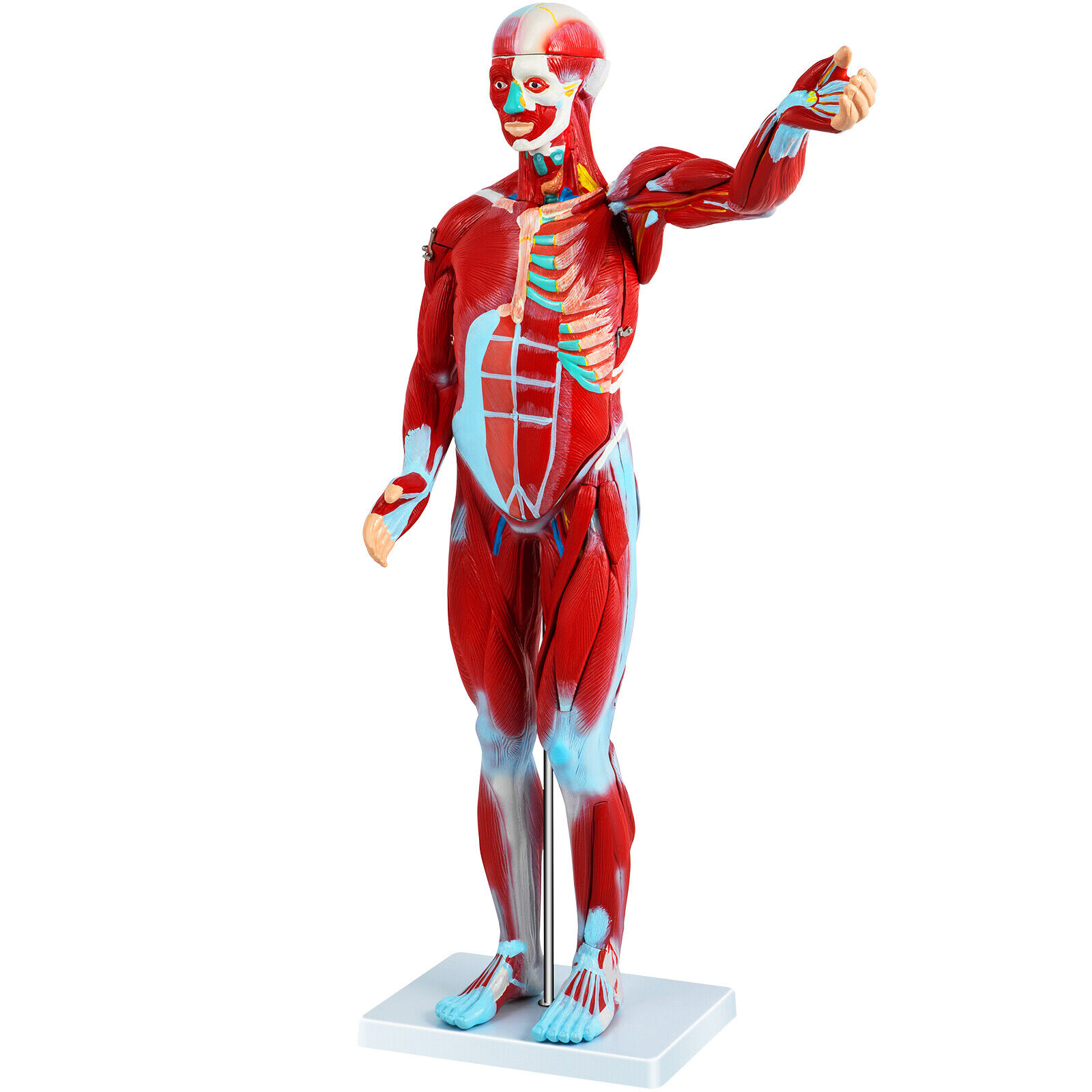 VEVOR Human Anatomical Muscular Model Muscle System 1/2 Life Size Anatomy Model