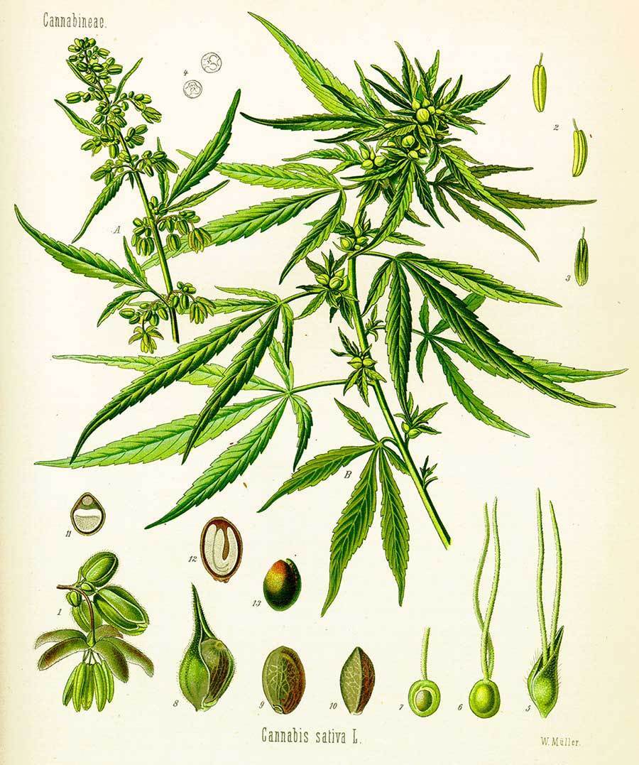 Cannabis Sativa Growth Cycle Antique Illustration Paper Giclee 24x28 in.