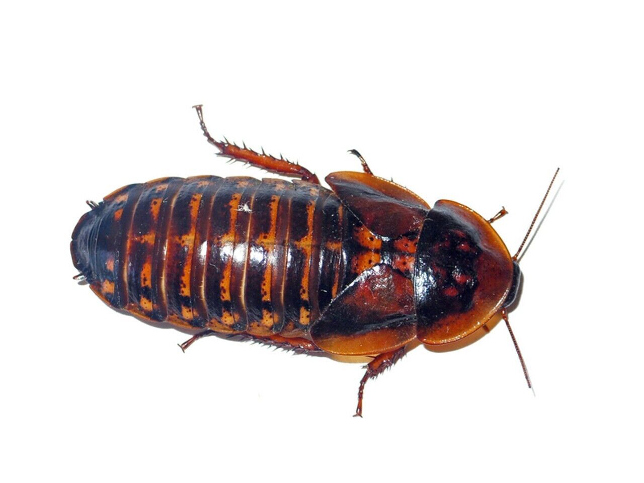 Dubia Roaches Adult Female