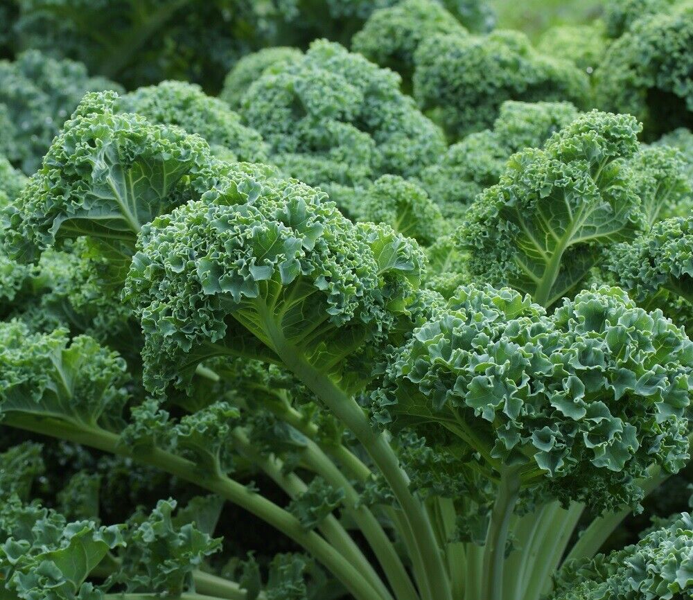 Dwarf Blue Curled Scotch Kale Seeds | Heirloom | Non-GMO | Fresh Garden Seeds