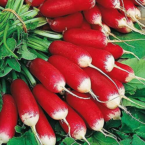French Breakfast Radish Seeds | Non-GMO |  | Seed Store | 1095