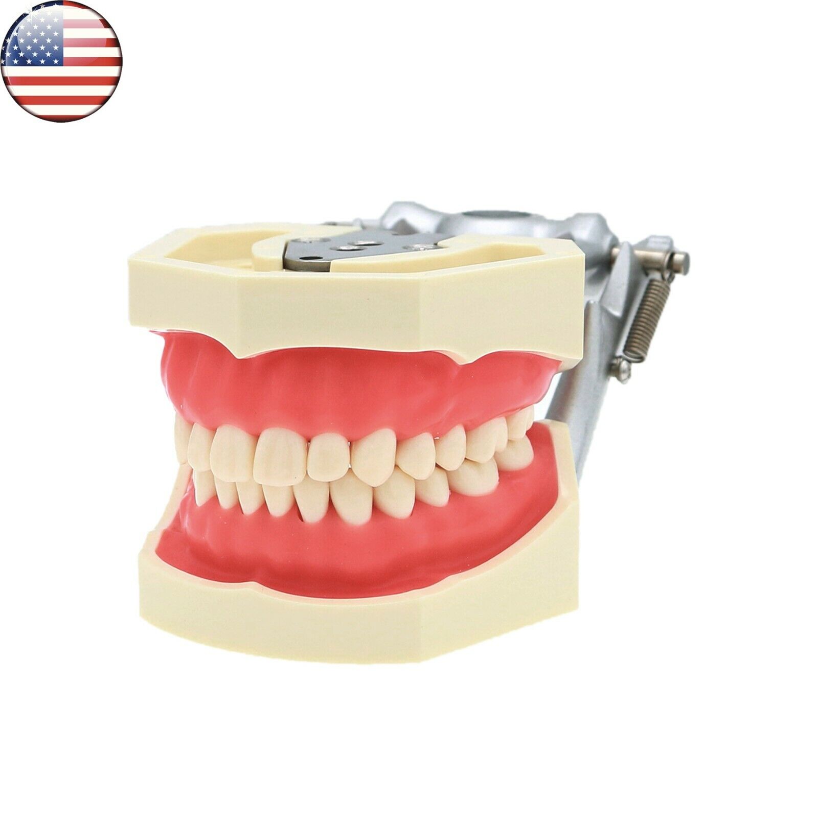 US Dental Typodont Model Kilgore NISSIN 200/500 Type Removable Screw-in Teeth