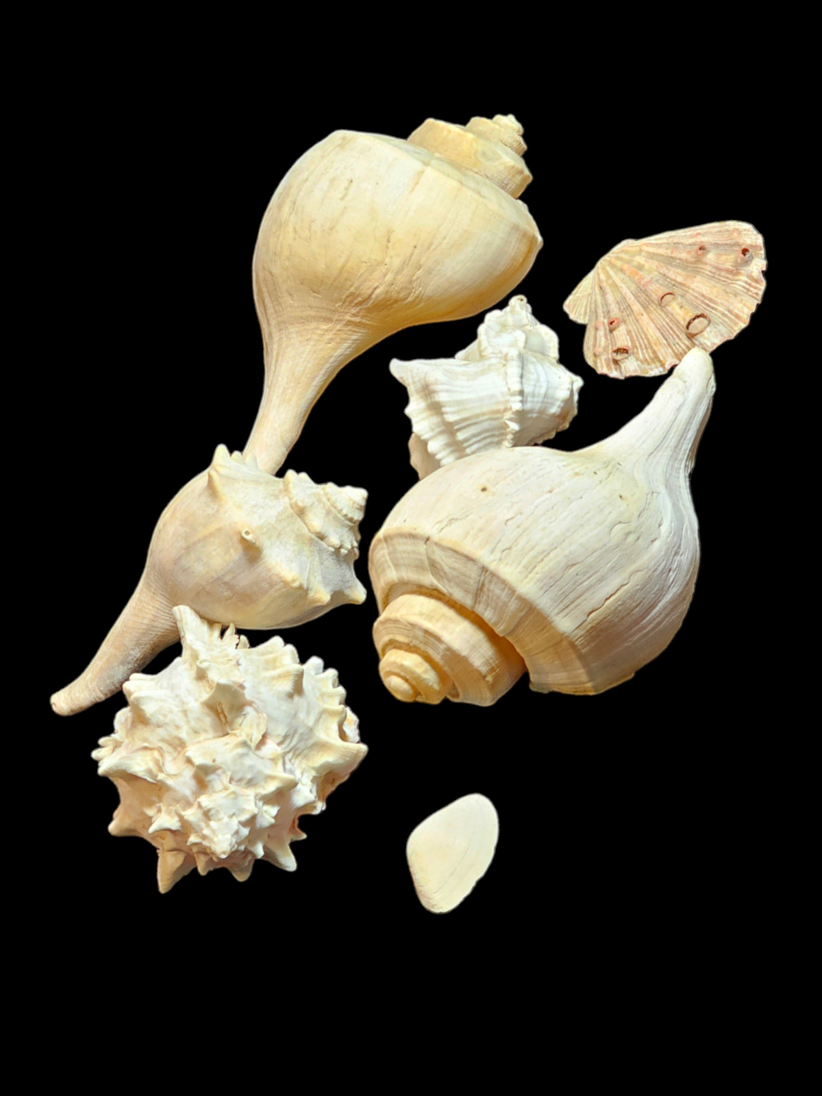 Collection of 6 decorative sea shells various sizes