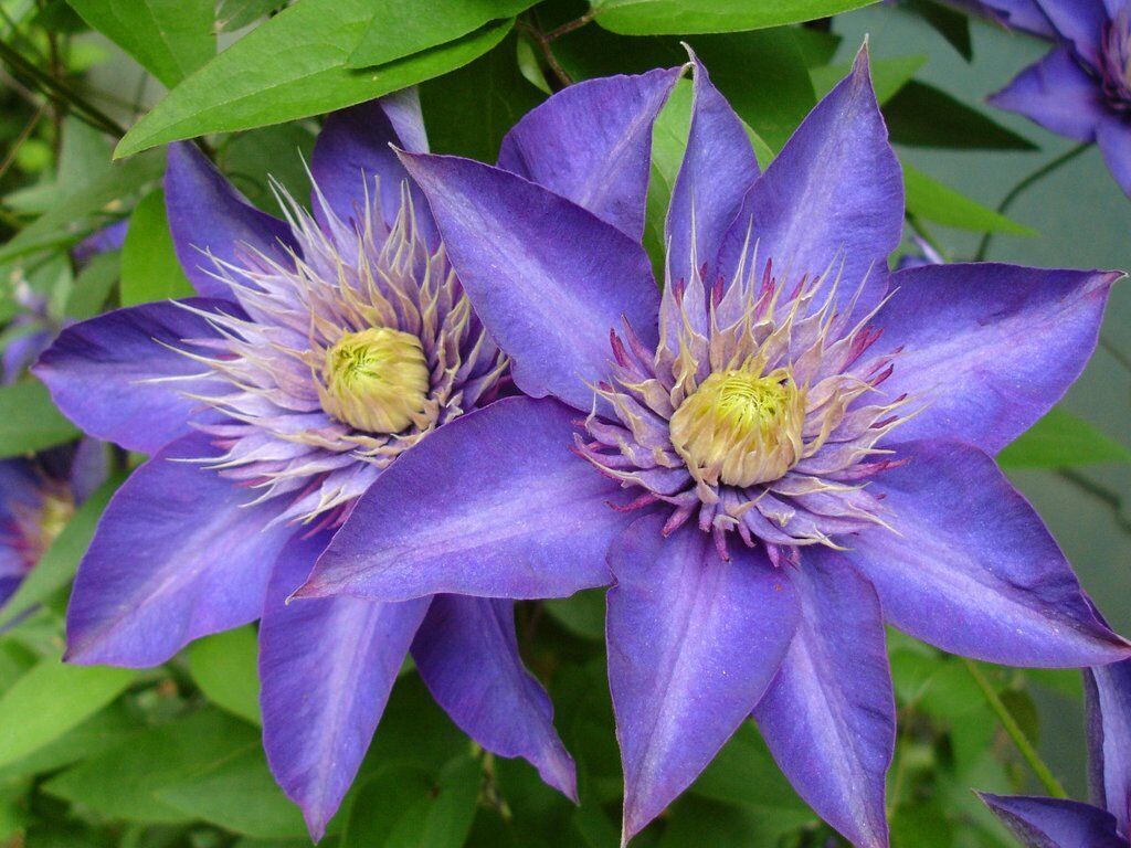 Multi Blue Clematis - NEW - Navy Blue Double Flower - 2.5\